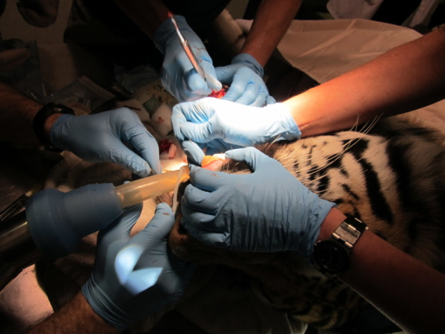 A lot of hands can work simultaneously in the mouth of a large carnivore.