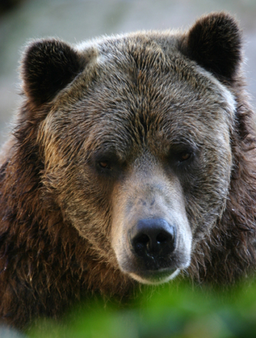 This is a large bear