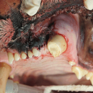 At Care Rescue TX -Rasa's treated tooth.