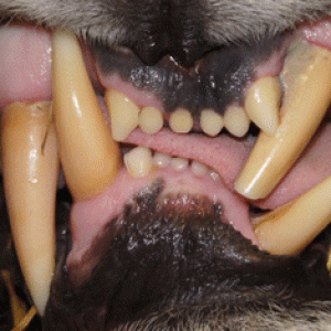 At Care Rescue TX - Rasa's malocclusion.