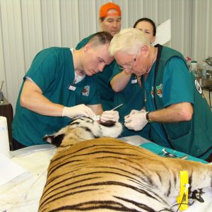 Dr. Dyer and Dr. Emily working on Luna at Black Pine