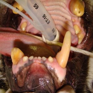 At Black Pine, Luna's fractured teeth will be treated.