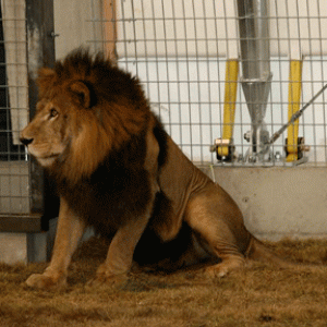 ColoColo awaiting exam.