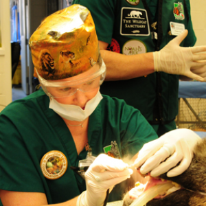 Trudy Howerter finishing Blaze's new smile at Houston Zoo