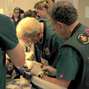 Houston Zoo working on Satu