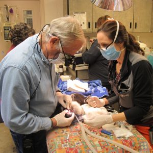 Dr. Rathfon working on the colobus