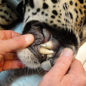 The finished gold crown.