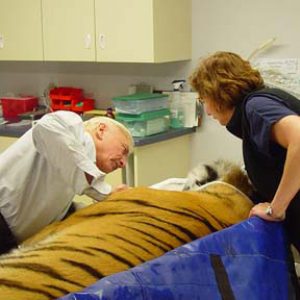 Dr. Emily examining Ussuri