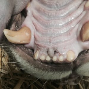 At Lions, Tigers and Bears - Crystal's fractured teeth.