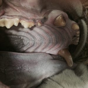 At Lions, Tigers and Bears - Crystal's fractured teeth.