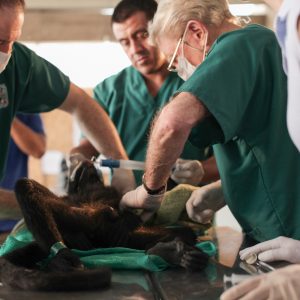 PEBHSpiderMonkey low