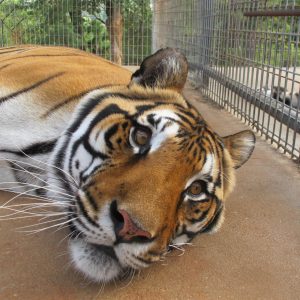 Haley awaiting treatment.