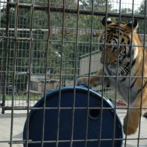 Tye playing while awaiting treatment.