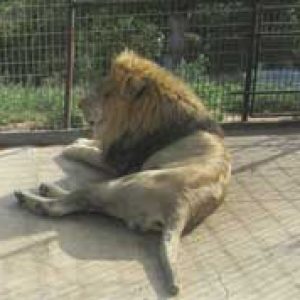 Turpentine Creek Wildlife Refuge lion