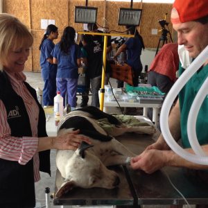 Vacquita being prepped for her spay.