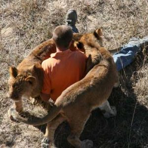 October 2010 Don't try this at home! Hand-raised rescued from cubs.
