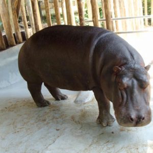 Pororo awaiting treatment at Sao Paolo Zoo